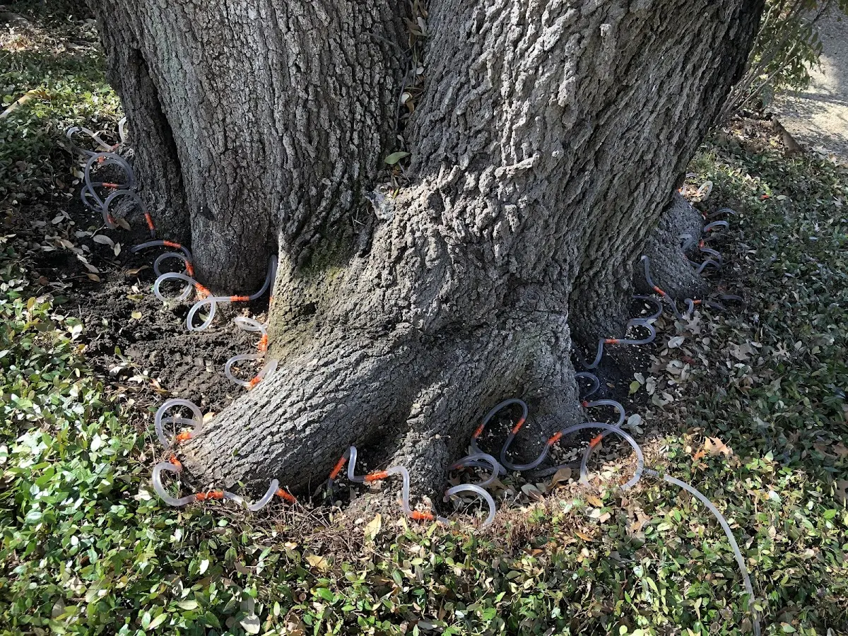 Detailed Tree Cabling and Bracing job site in Geyser
