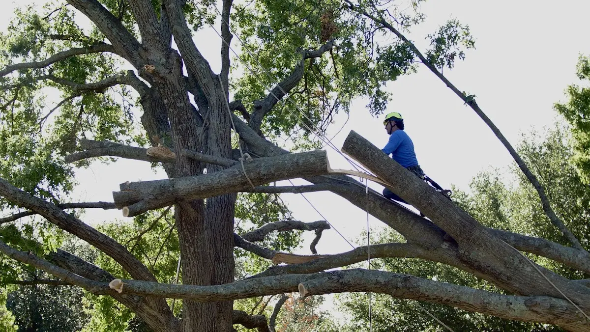 Professional Hazardous Tree Removal performed by certified arborists in Geyser